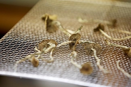 Federal Court ruling sets back health workers seeking psilocybin mushroom access | iN420