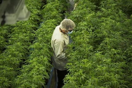 Canopy Growth Corp. reports net loss of $324.8 million in second quarter | iN420