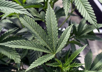 Cannabis worker died on job from asthma attack; first reported case in US | iN420
