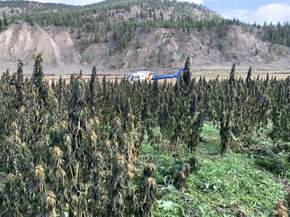 RCMP destroy $8M illegal outdoor cannabis crop near Merritt | iN420