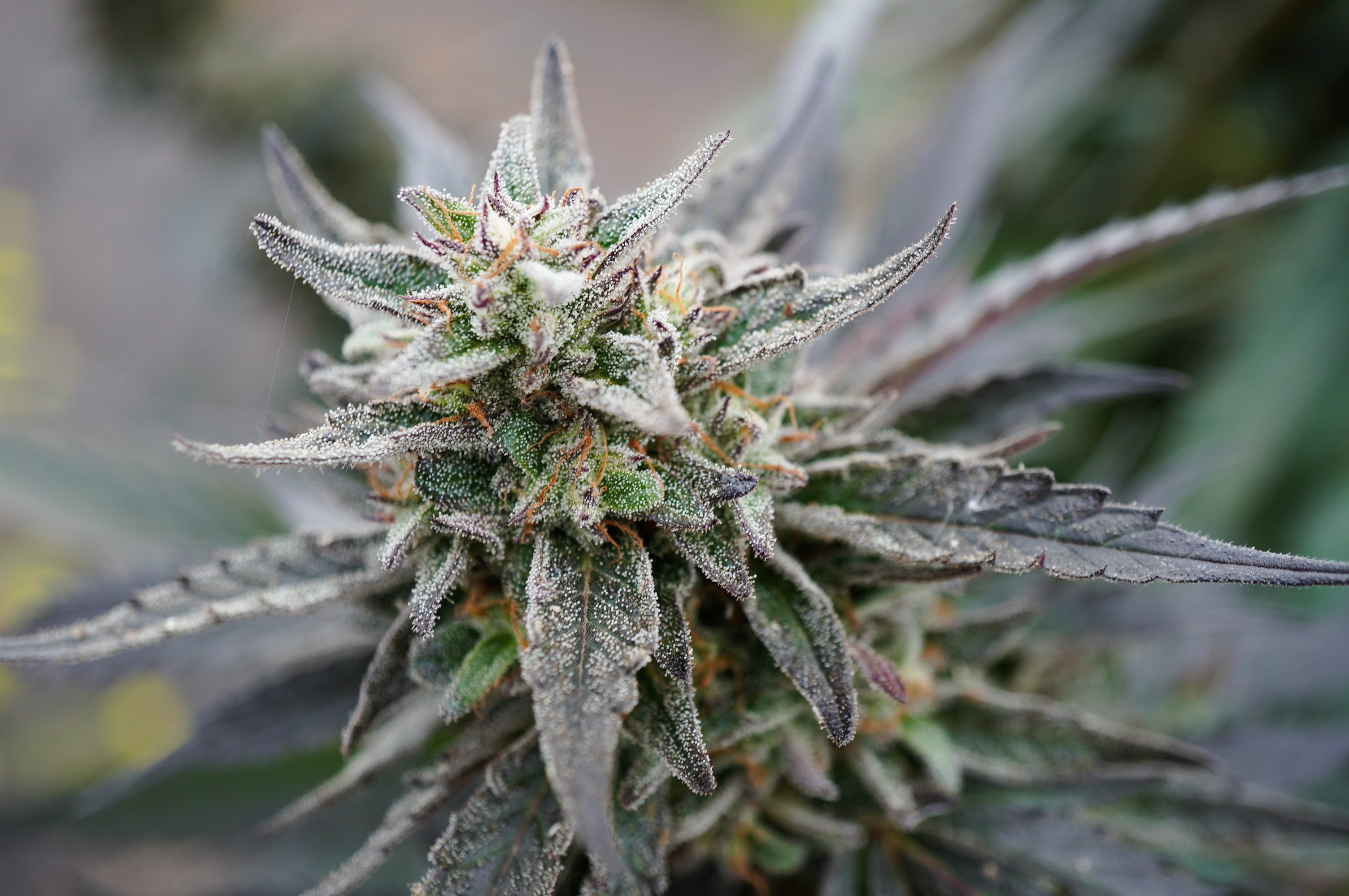 iN PHOTOS: What cannabis harvesting looks like in Rock Creek | iN420