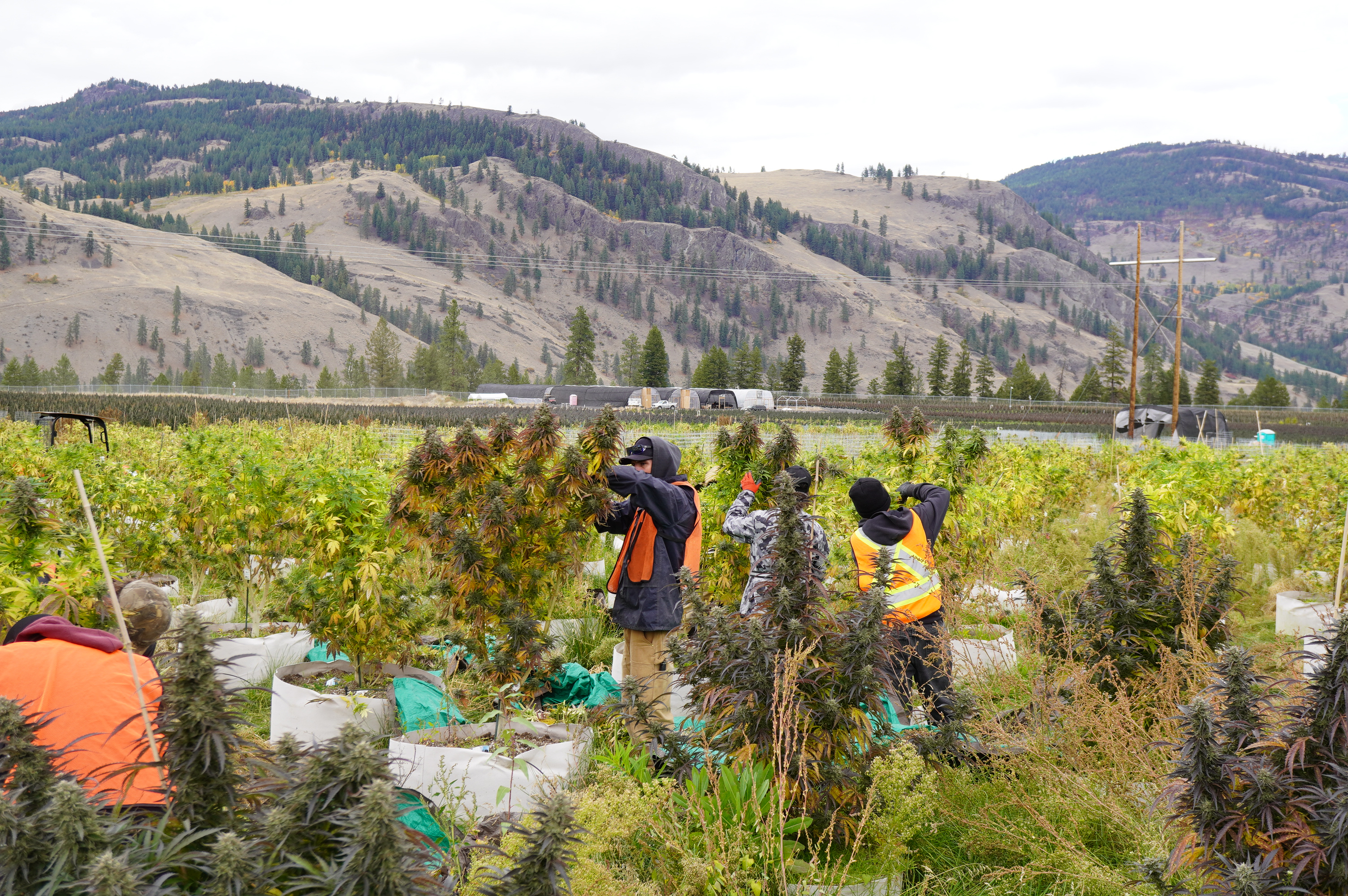 iN PHOTOS: What cannabis harvesting looks like in Rock Creek | iN420