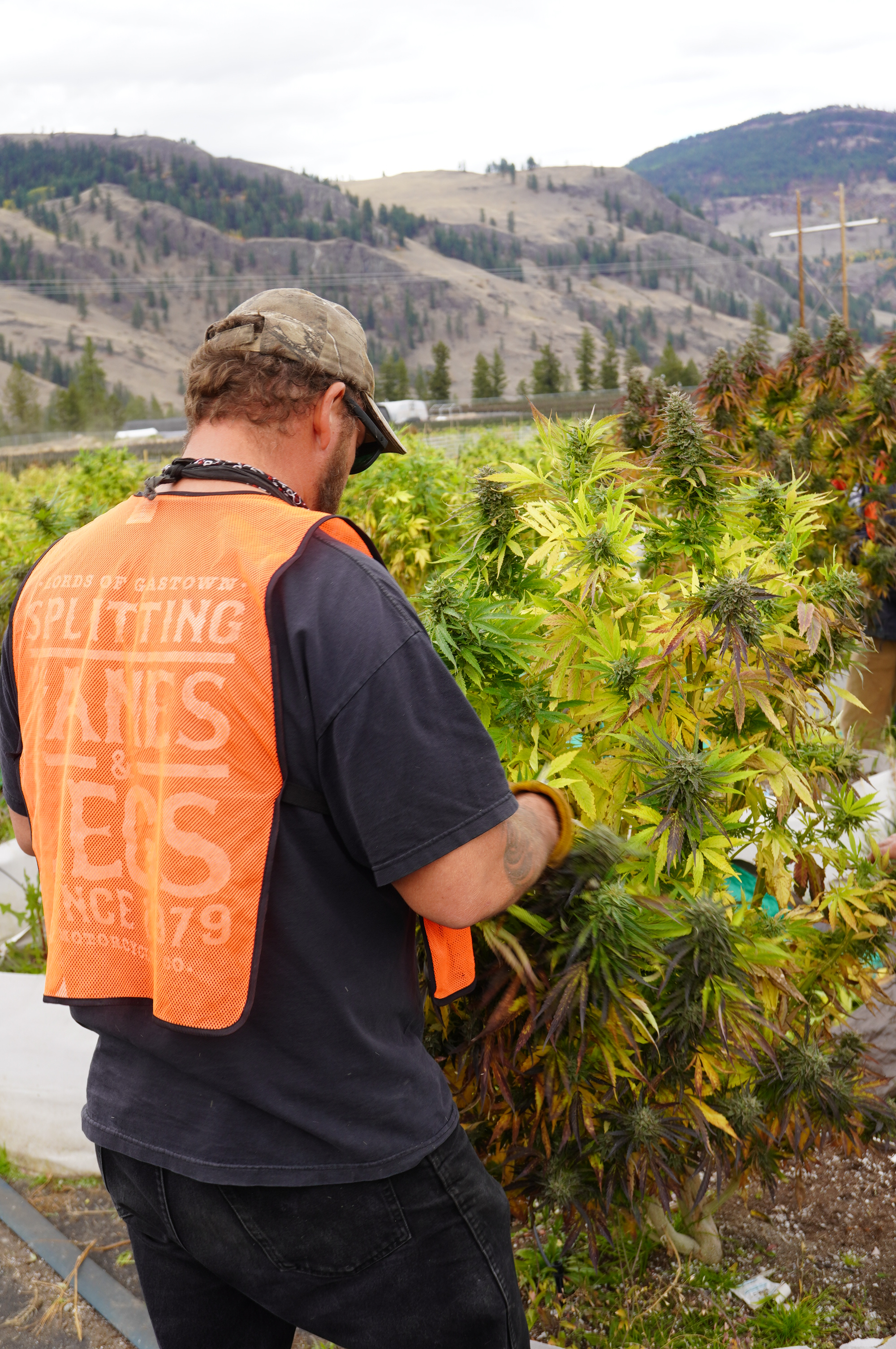 iN PHOTOS: What cannabis harvesting looks like in Rock Creek | iN420