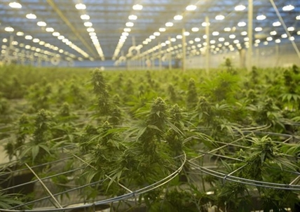 Hexo to close three facilities it recently acquired and layoff about 155 workers | iN420