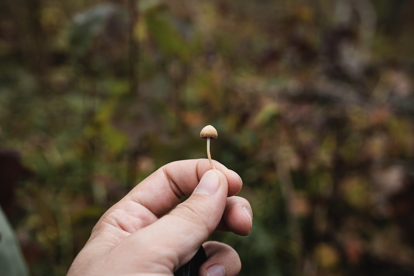 Health-care professionals in Canada request psilocybin for training | iN420