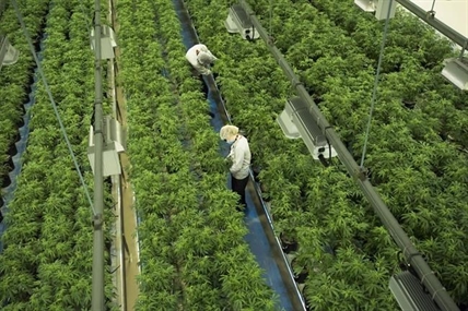 Canopy Growth CEO hopeful for cannabis reforms after U.S. midterms | iN420