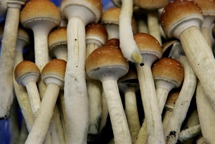As under-the-table market grows, patients urge Ottawa to regulate magic mushrooms | iN420