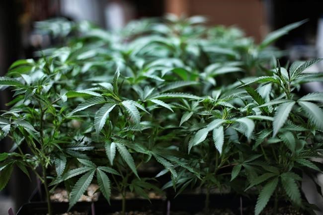 UN agency removes cannabis from strictest drug category | iN420