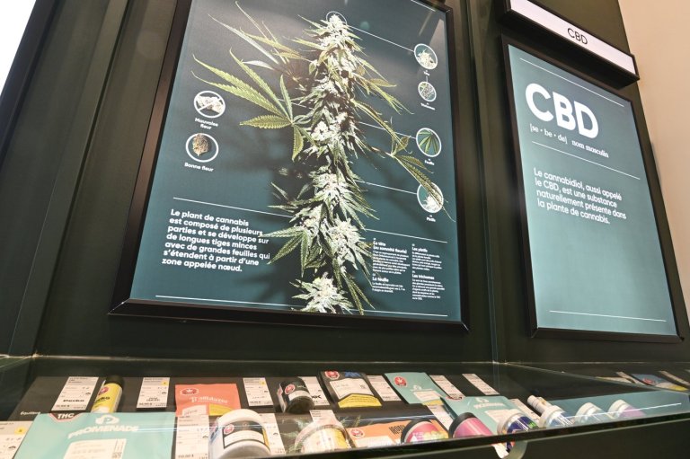 National cannabis lobby group suspends operations, citing black market | iN420