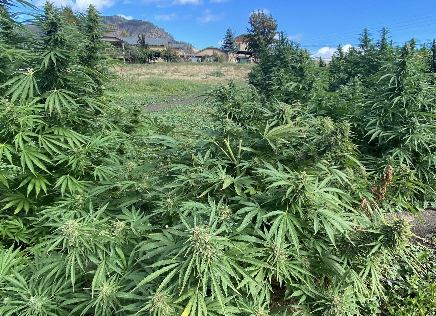 Okanagan ideal climate for growing cannabis; getting bud to consumers a challenge | iNFOnews.ca