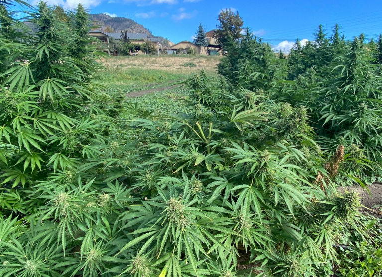 Okanagan ideal climate for growing cannabis; getting bud to consumers a challenge | iN420