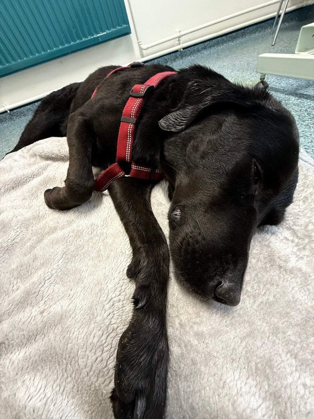 Grateful dog owner describes mountain rescue after canine apparently ingests cannabis | iNFOnews.ca