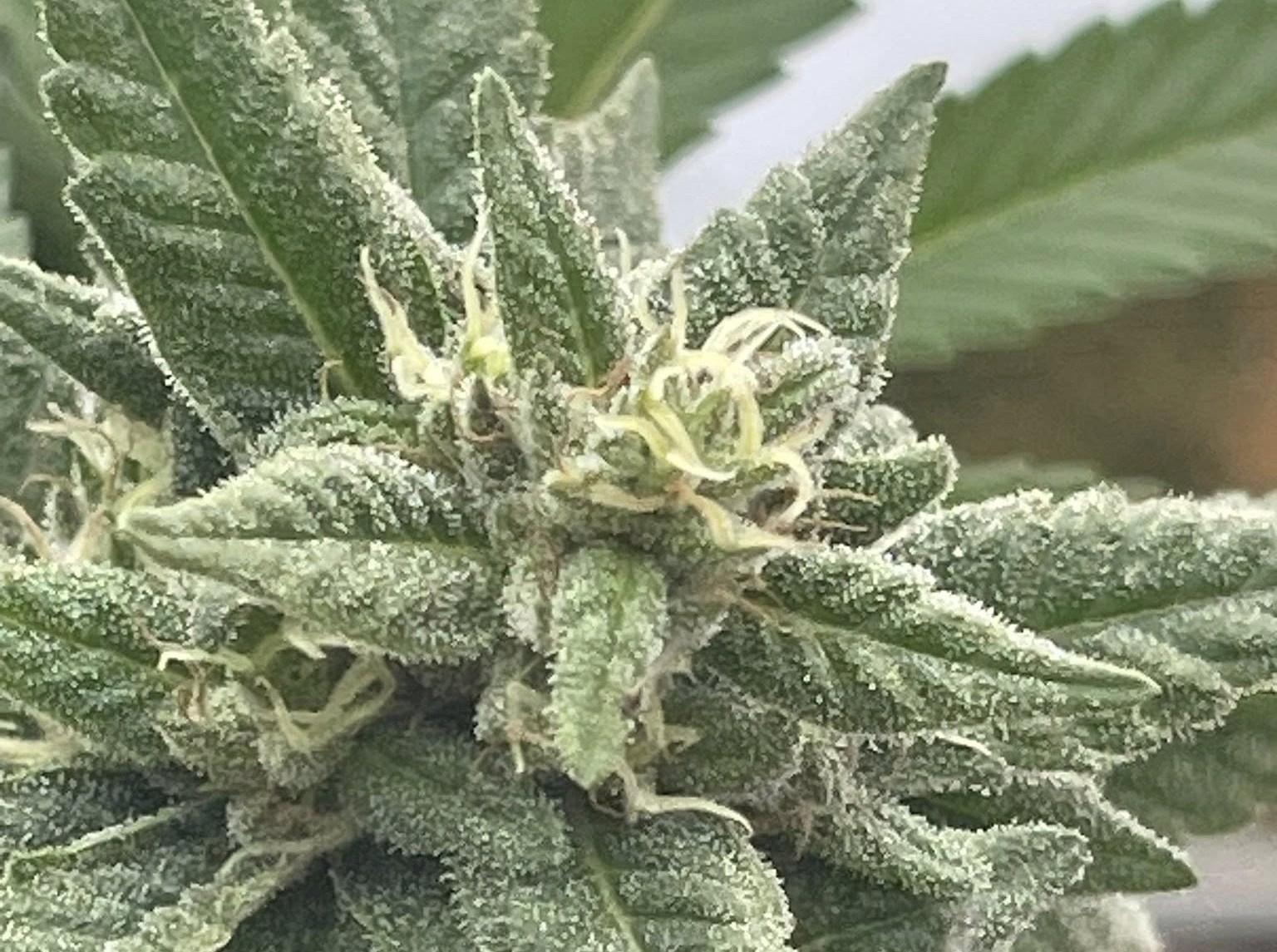'It's complex': The trials and tribulations of a Kamloops gardener's first foray into cannabis | iN420 'It's complex': The trials and tribulations of a Kamloops gardener's first foray into cannabis | iN420
