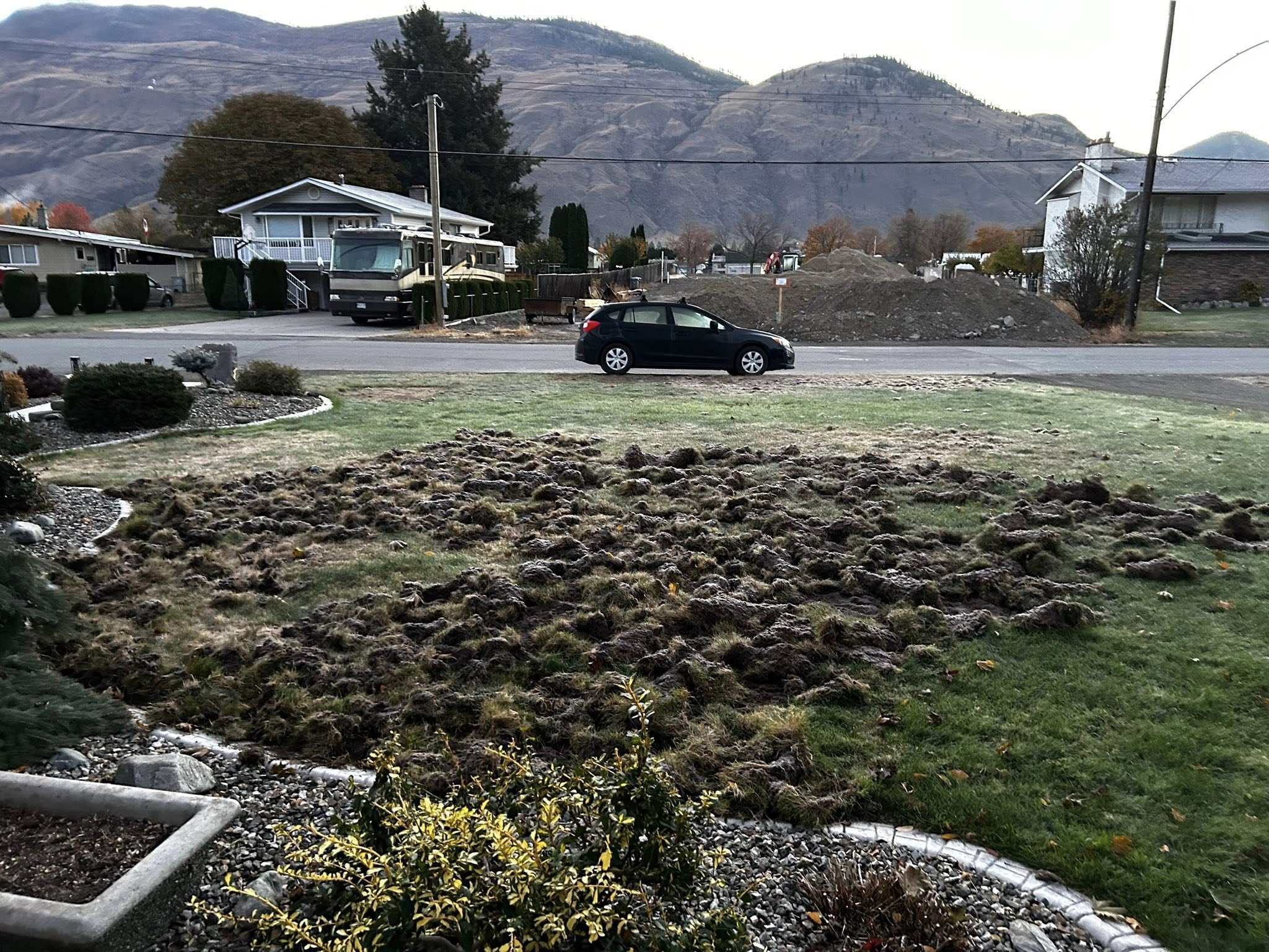 'Pretty shocking': Kamloops lawn destroyed by mysterious critter | iNhome