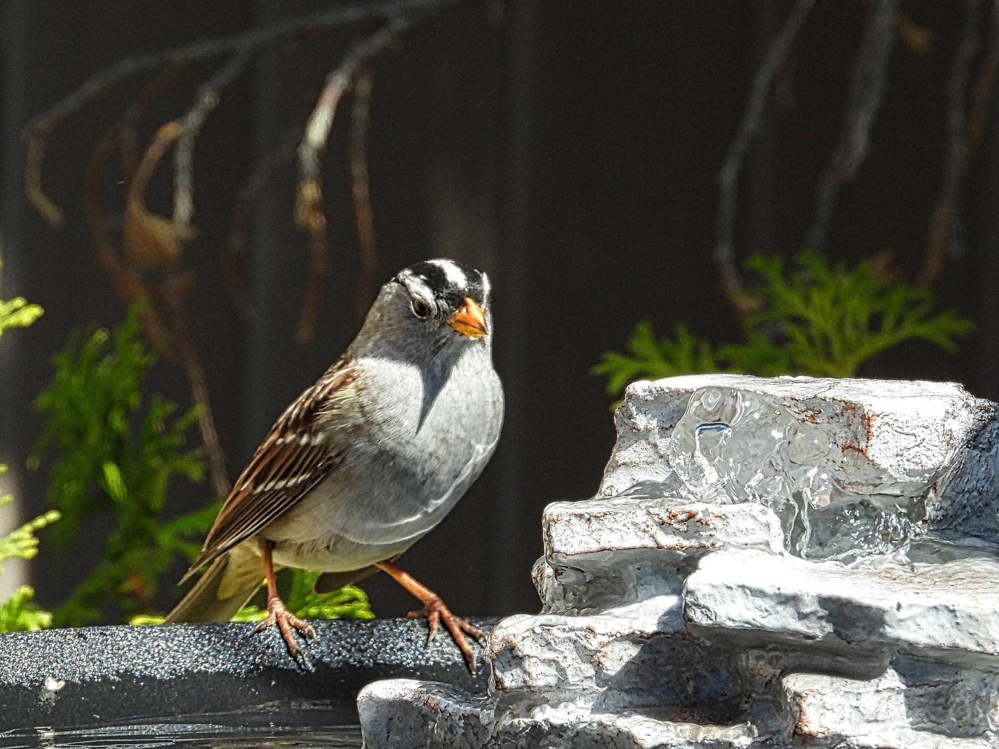 These are the little Thompson-Okanagan birds eating all your grass seed | iNFOnews.ca