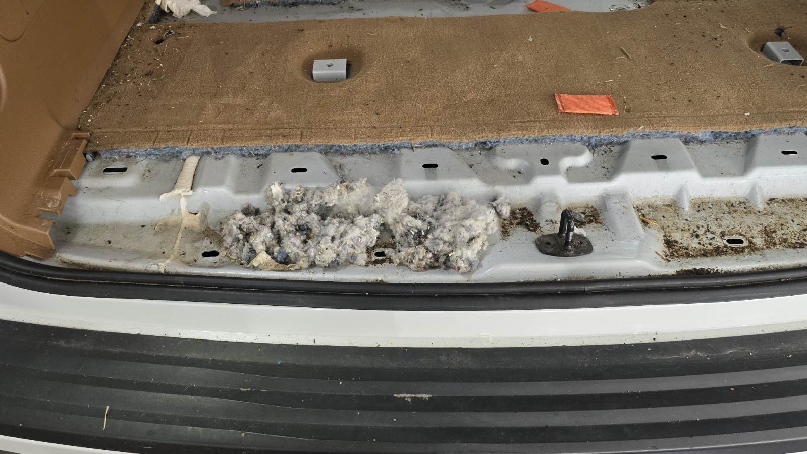 Smells like ‘something has died’: Rodent infestations in cars way up in Okanagan | iNwheels