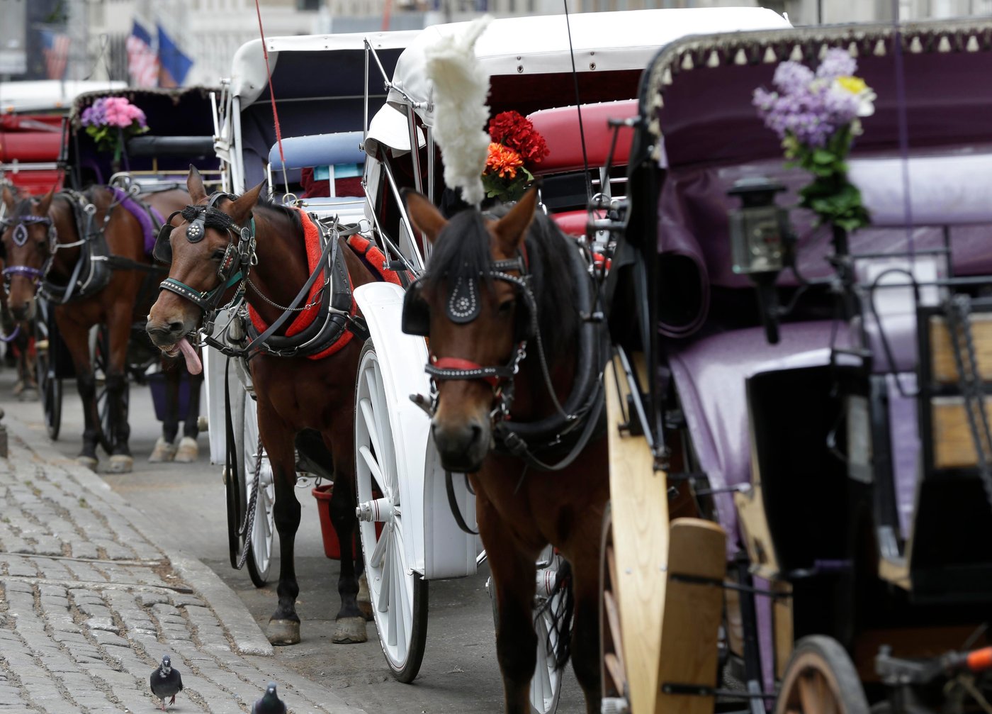 Teenager dies after being thrown from horse-drawn carriage in NYC's Central Park | iNwheels Teenager dies after being thrown from horse-drawn carriage in NYC's Central Park | iNwheels