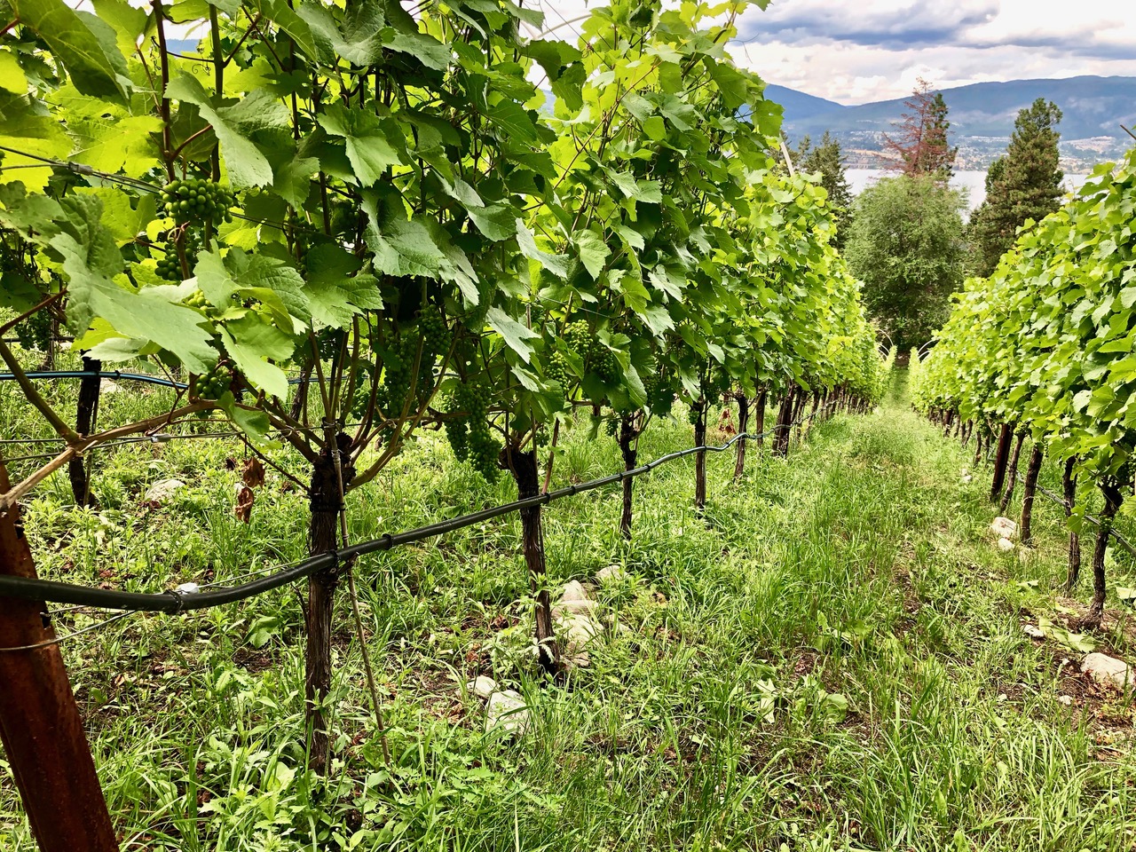 iN WINE Wednesday: Scorched Earth Winery PASK Pinot Noir | iNwine