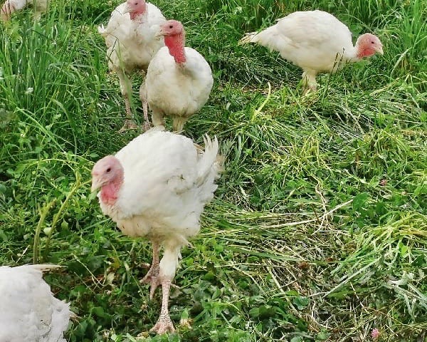 Bird is the word! How and where to source local turkeys for Thanksgiving | iNwine