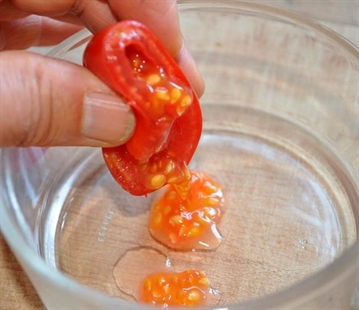 Plan now for the best tomatoes next year | iNwine Plan now for the best tomatoes next year | iNwine