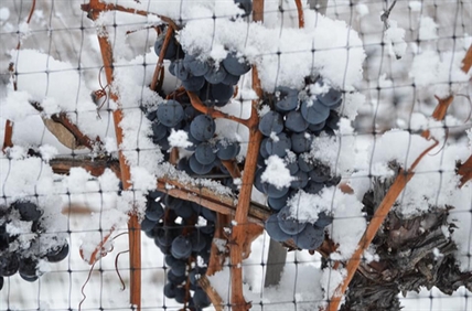 Sudden cold snap is just fine for icewine | iNwine Sudden cold snap is just fine for icewine | iNwine