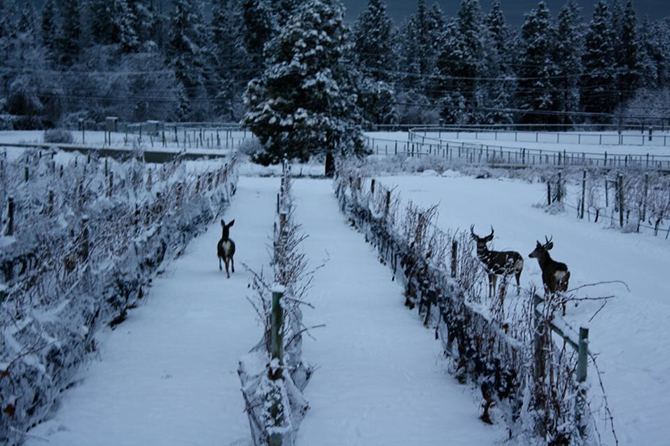 Sudden cold snap is just fine for icewine | iNwine Sudden cold snap is just fine for icewine | iNwine