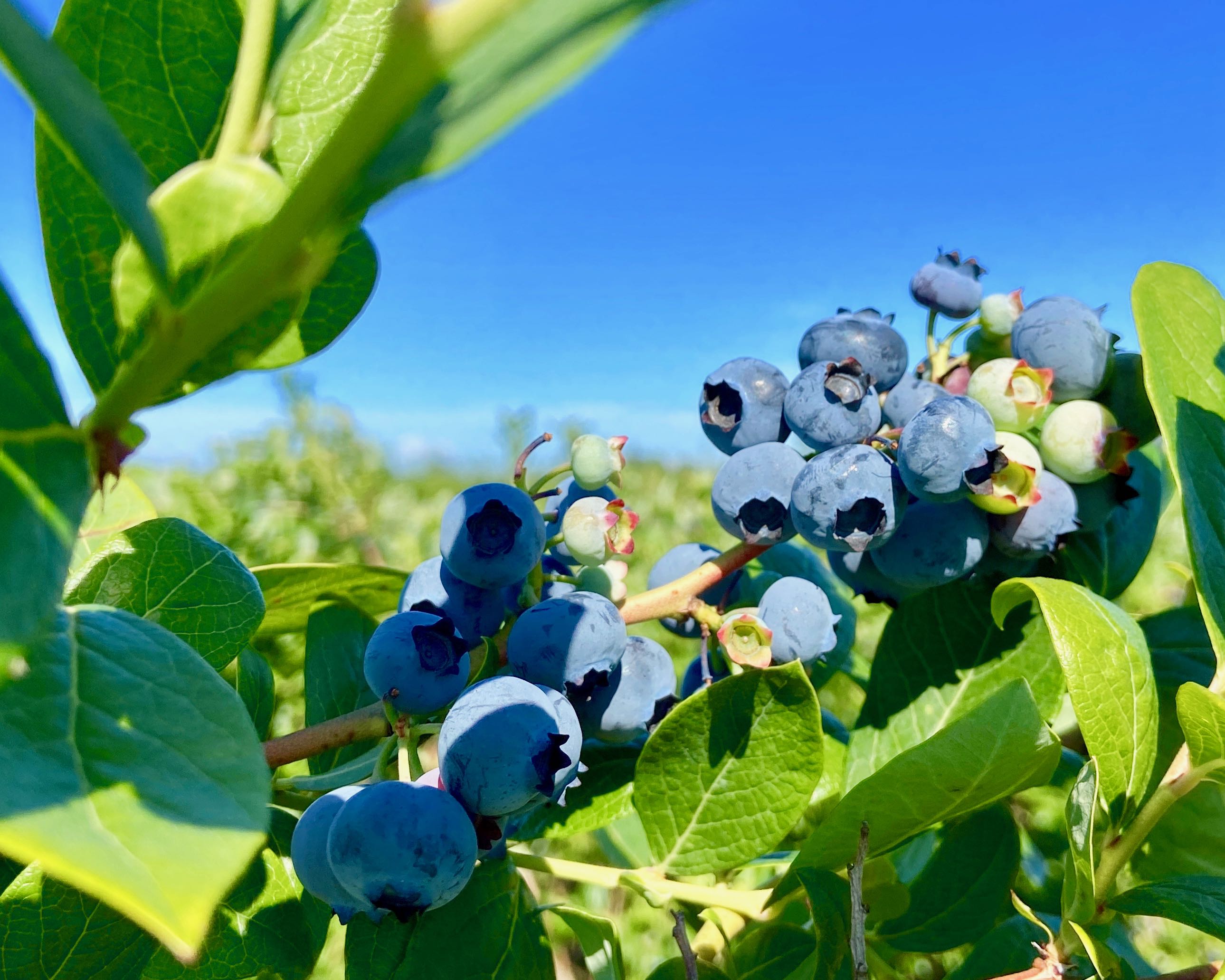 Celebrate B.C. blueberries right now during GoBlueBC event | iNwine