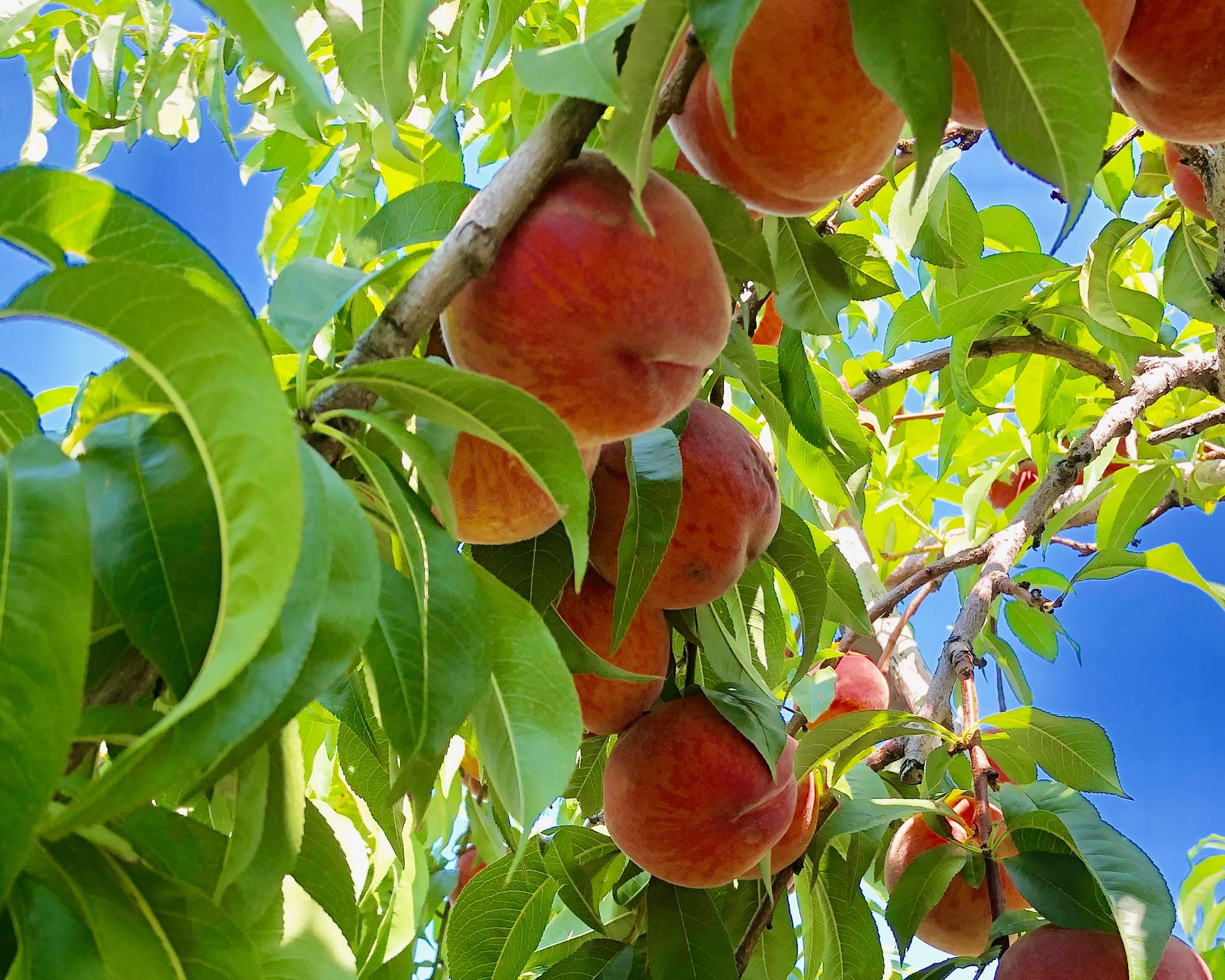 Peaches are in season: Make this delicious salsa tonight | iNwine Peaches are in season: Make this delicious salsa tonight | iNwine