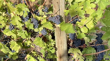 As grape harvests begin, will Merlot be the most common B.C. varietal again? | iNwine As grape harvests begin, will Merlot be the most common B.C. varietal again? | iNwine