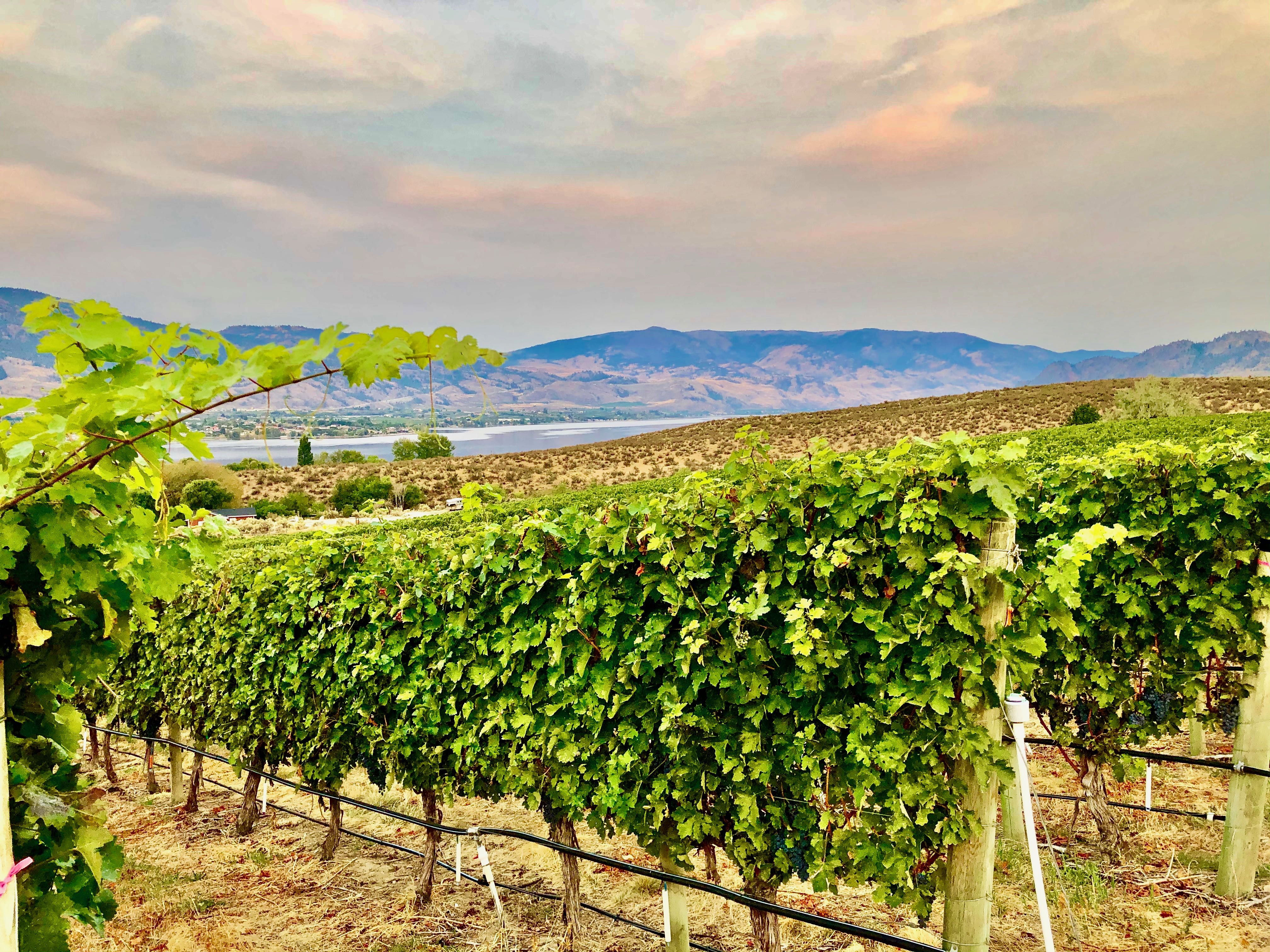 The Bear, The Fish, The Root & The Berry: Down to earth at this unique Osoyoos restaurant | iNwine The Bear, The Fish, The Root & The Berry: Down to earth at this unique Osoyoos restaurant | iNwine