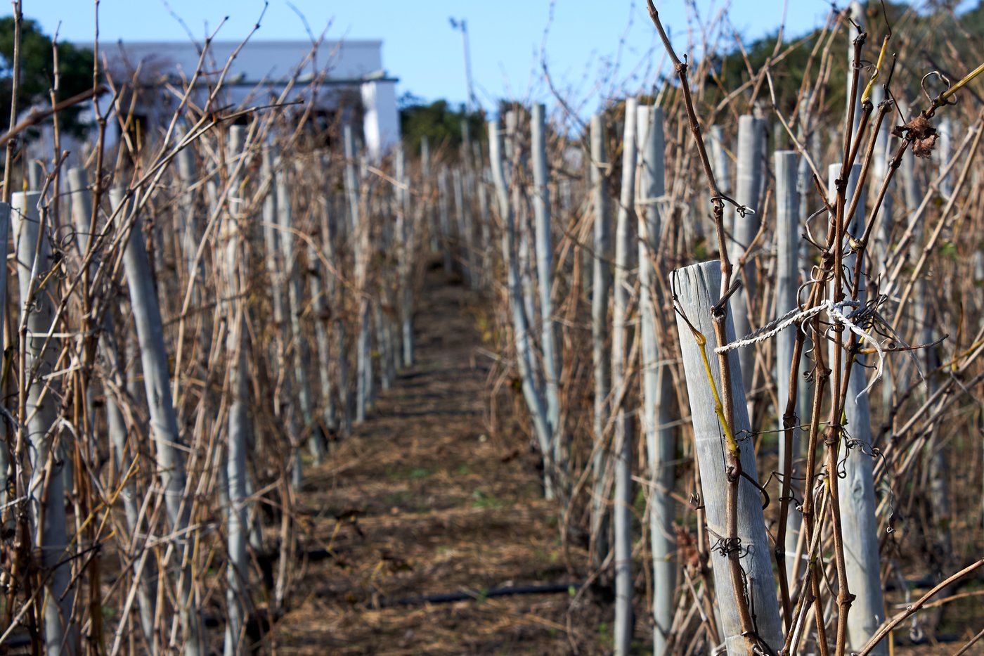 A COVID lockdown led this woman to plant a vineyard at her parents' home. Now a dream is realized | iNFOnews.ca