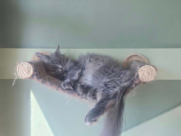 Okanagan’s first cat café sees hundreds of felines adopted | iNwine