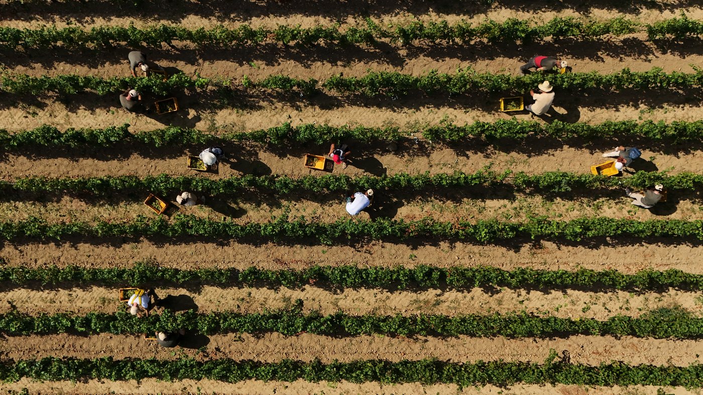Photos show Italian winemakers harvesting grapes earlier due to extreme heat | iNFOnews.ca