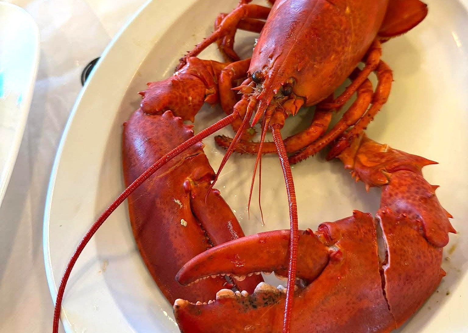 How a local entrepreneur satisfies Okanagan hunger for live Atlantic lobster | iNFOnews.ca How a local entrepreneur satisfies Okanagan hunger for live Atlantic lobster | iNFOnews.ca