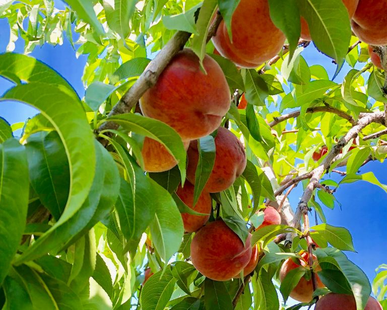 Fire, ash and drought pose triple threat to Okanagan farmers | iNwine