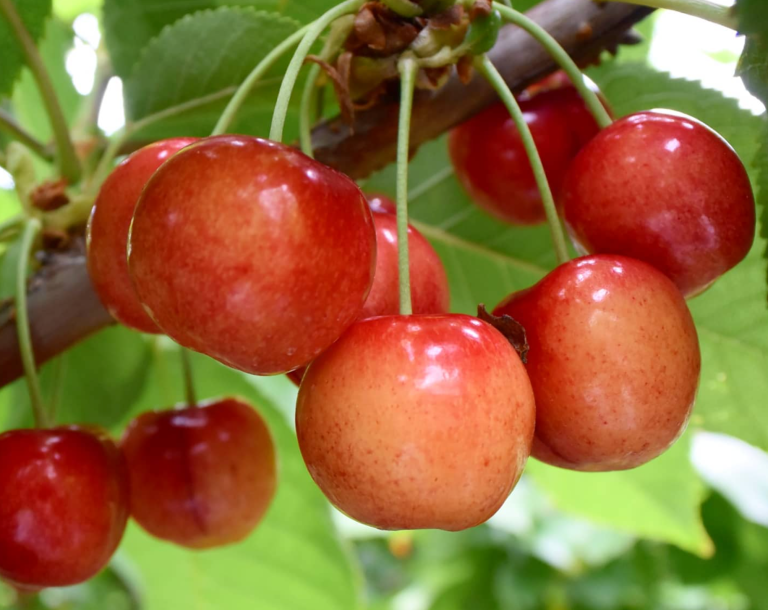 Summerland cherry research to speed up breeding climate resistant trees | iNwine