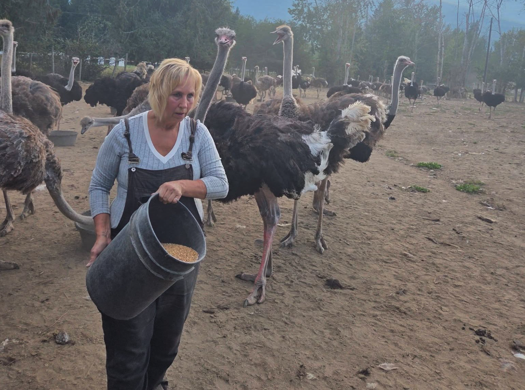 Clock is once again ticking for Universal ostrich farm owners | iNwine Clock is once again ticking for Universal ostrich farm owners | iNwine