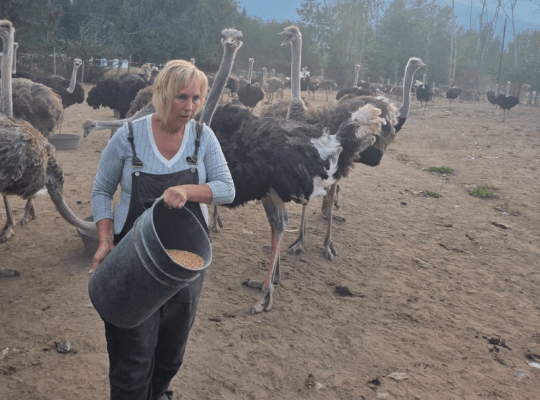 Clock is once again ticking for Universal ostrich farm owners | iNwine