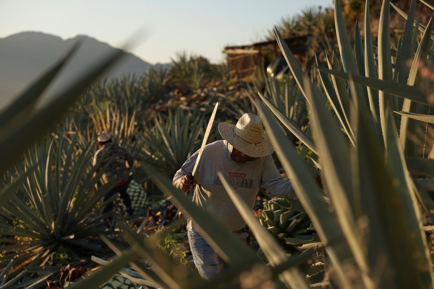 Mezcal's popularity is booming in the US. That comes with a growing environmental cost in Mexico | iNwine