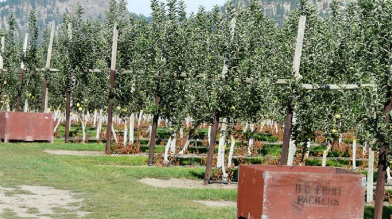 North Okanagan orchards at risk amid drought, water restrictions | iNwine