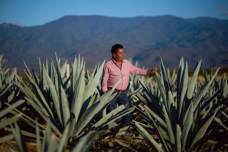Mezcal producers in Oaxaca pose for photos while reflecting on economic impacts of the drink | iNwine