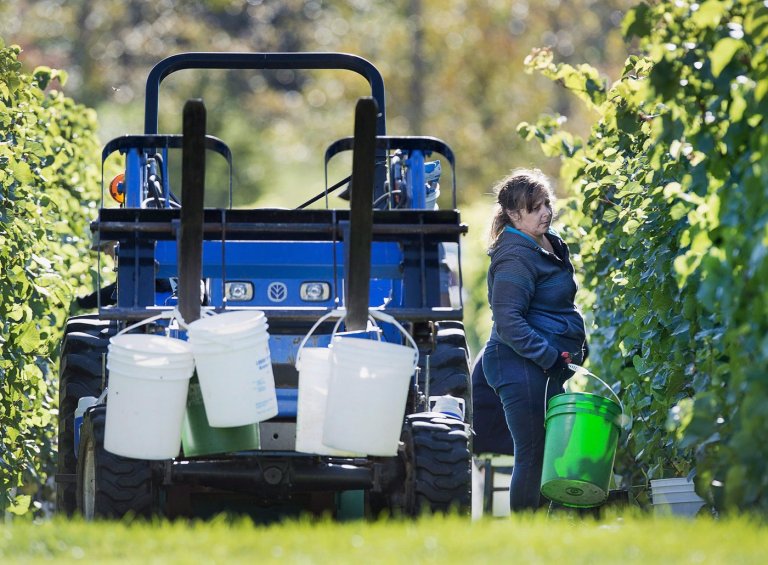 Canadian wineries say scrapping provincial trade barriers would add billions to GDP | iNwine