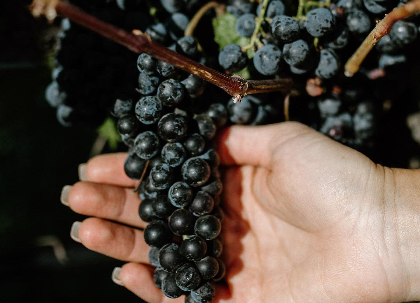 iN PHOTOS: Bountiful grape crop bursts with colour in Okanagan, Kamloops | iNwine