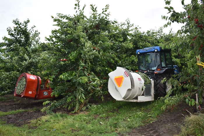 Foreign temporary worker claw backs hampers record Okanagan cherry season | iNwine