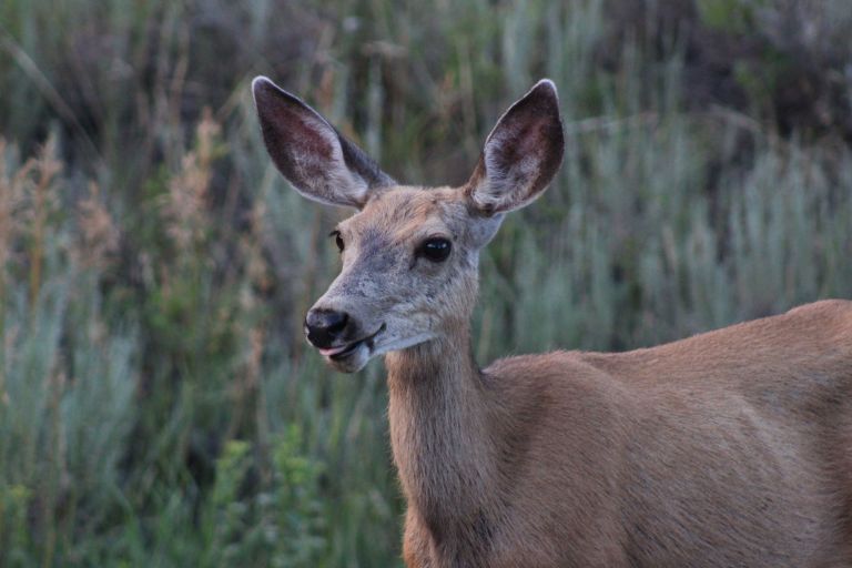 Penticton vintner fined $10,000 for shooting deer in vineyard | iNwine