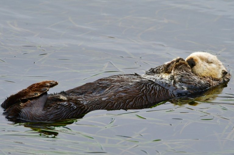 Baby sea otter is reunited with mother in central California after dramatic rescue | iNFOnews.ca