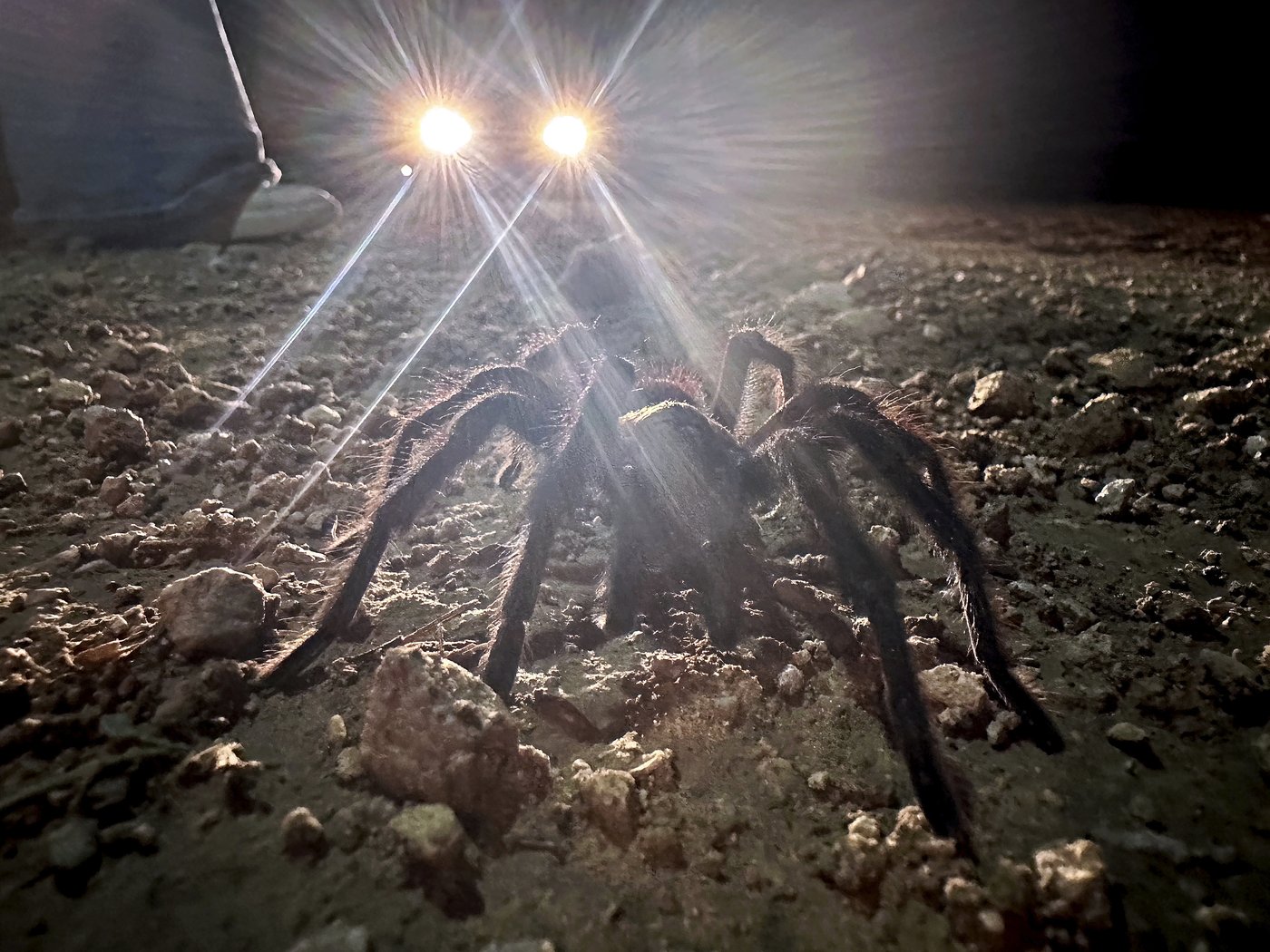 Spider lovers scurry to Colorado town in search of mating tarantulas and community | iNFOnews.ca Spider lovers scurry to Colorado town in search of mating tarantulas and community | iNFOnews.ca