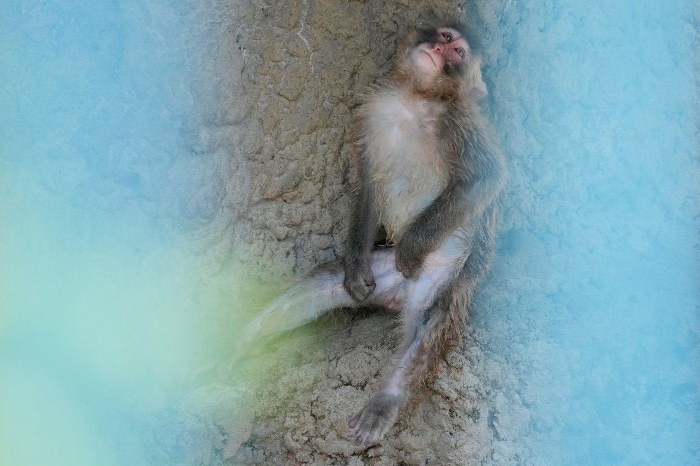 Japan’s monkey sensation Punch turns 1, drawing a flood of well-wishing messages, in photos | iNFOnews.ca