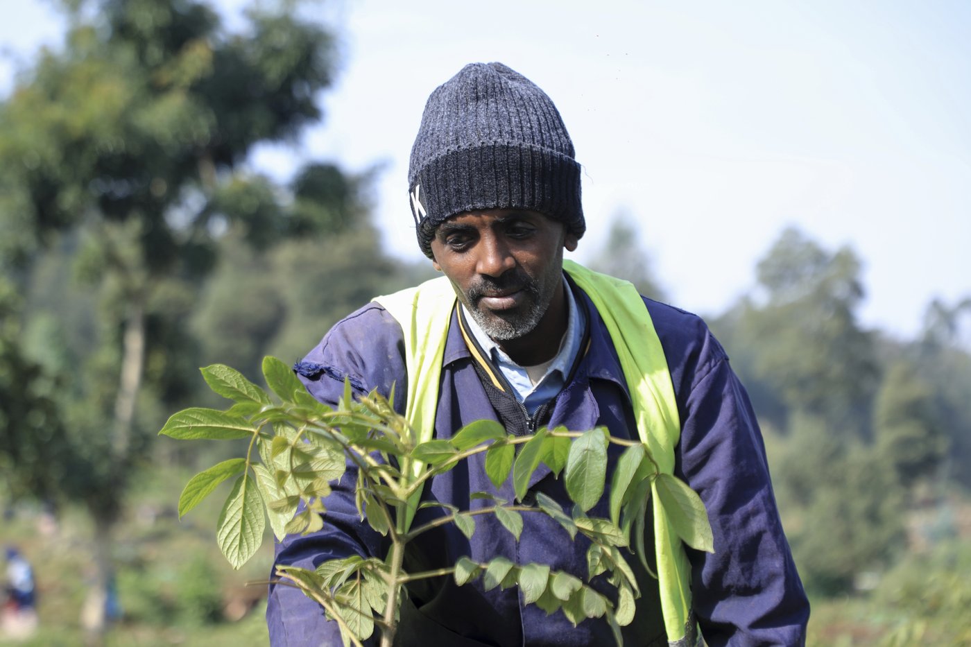 Ethiopia's national tree campaign underway with aim to plant 700 million seedlings in one day | iNFOnews.ca Ethiopia's national tree campaign underway with aim to plant 700 million seedlings in one day | iNFOnews.ca