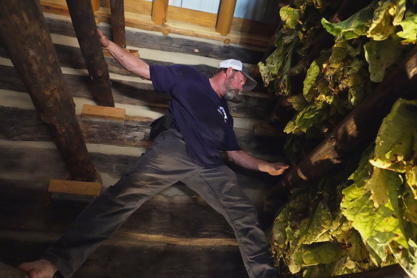 Whether 'stringing' or 'looping,' tobacco is the tie that binds many North Carolina farm families | iNFOnews.ca Whether 'stringing' or 'looping,' tobacco is the tie that binds many North Carolina farm families | iNFOnews.ca